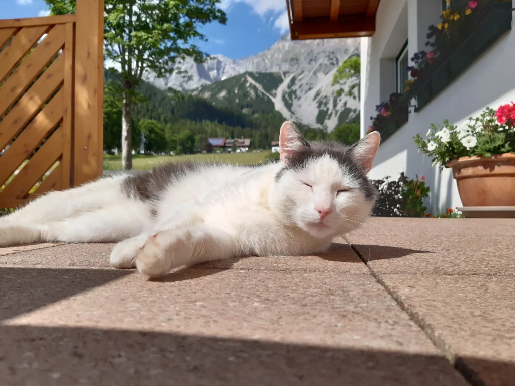 Yumi macska a napon a Bergpracht panzió előtt – Pension Bergpracht Ramsau