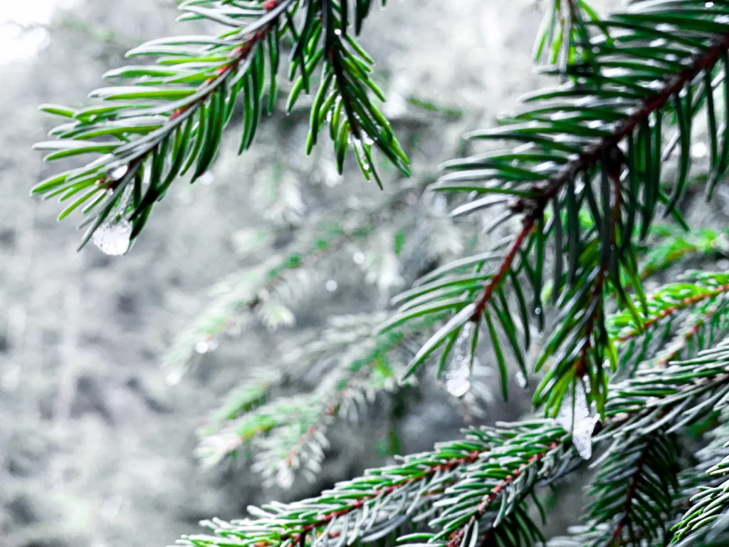 Fir branches with hoarfrost in winter Fir branches with hoarfrost in winter – guesthouse in Ramsau am Dachstein
