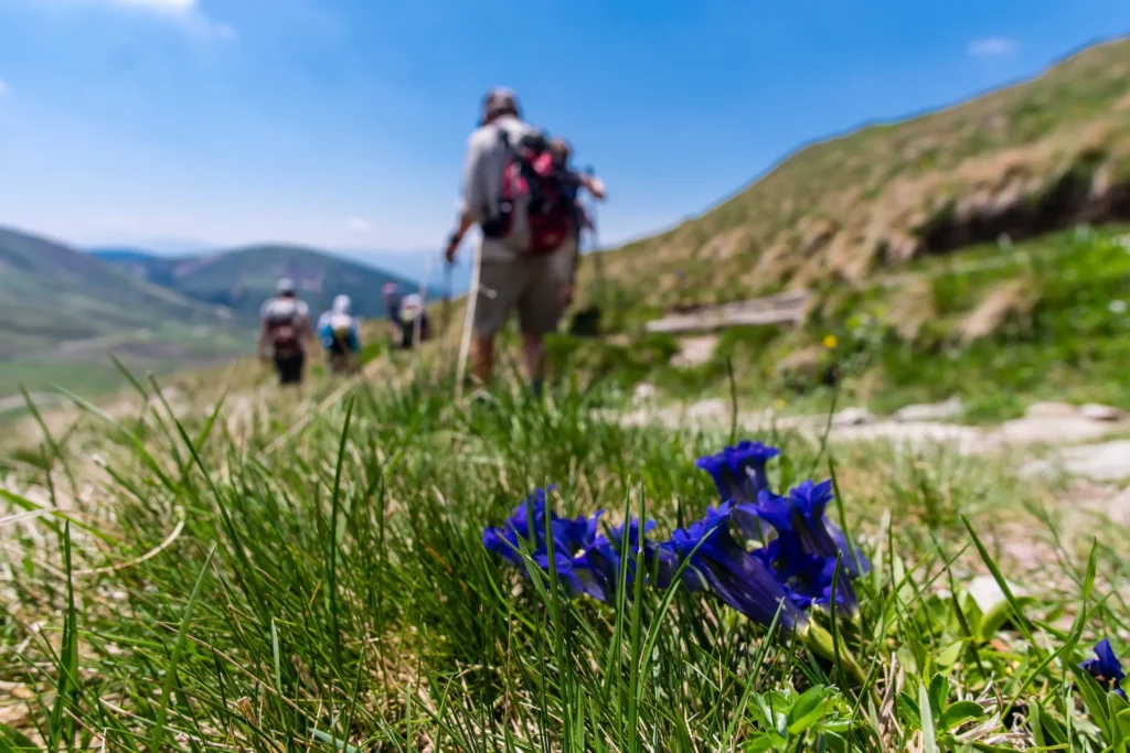 Turista na horské stezce s hořcem v popředí – aktuality z Ramsau am Dachstein