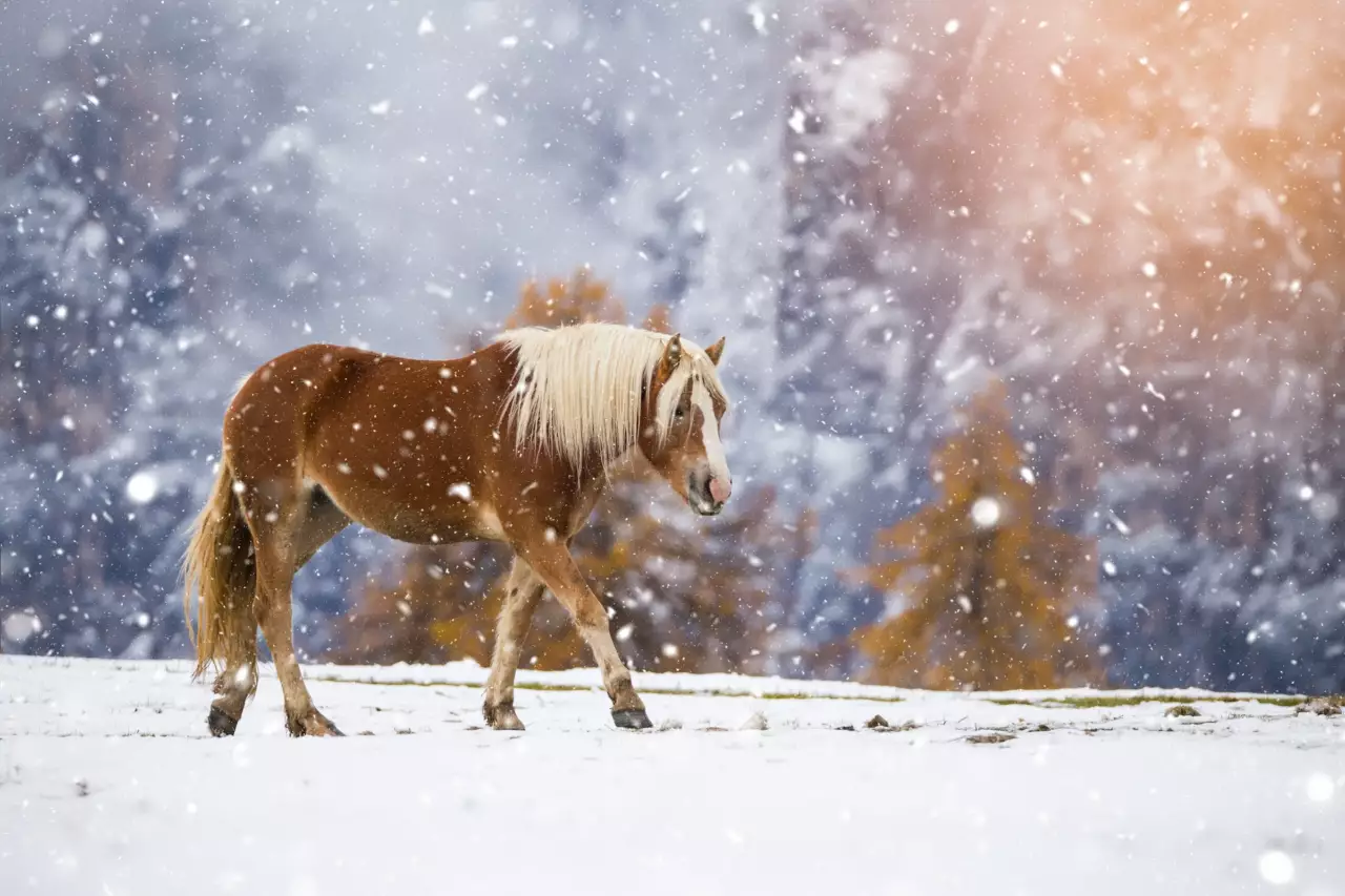 Haflinger horse in a snowfall Haflinger horse in a snowfall – winter holiday in Ramsau am Dachstein